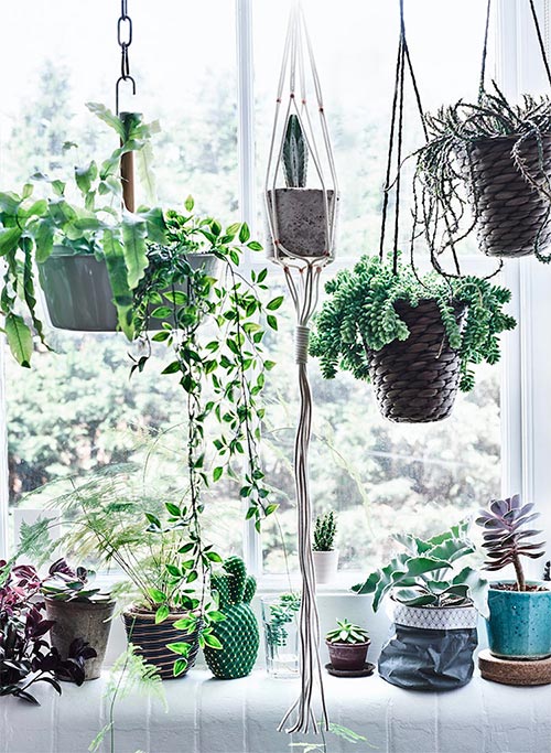 hanging-window-plants