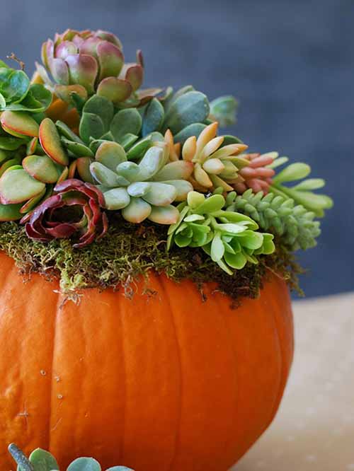 fall-table-decor-pumpkin-succulent-centerpiece